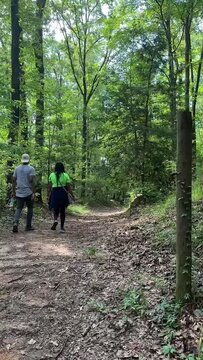 Lost in the Tranquil Wilderness: A Journey Through Enchanted Forest Paths