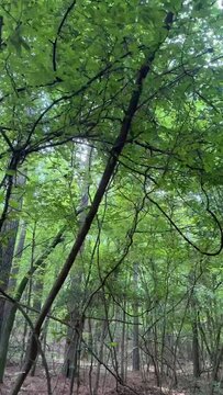 Lost in the Tranquil Wilderness: A Journey Through Enchanted Forest Paths