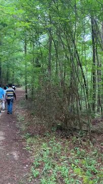 Lost in the Tranquil Wilderness: A Journey Through Enchanted Forest Paths