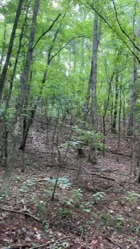 Lost in the Tranquil Wilderness: A Journey Through Enchanted Forest Paths