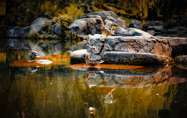 Three ducks clean their feathers in a pond in an autumn park