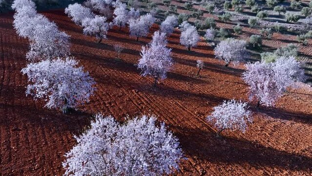 Field of almond trees in bloom in Los Y&eacute;benes. Aerial view from a drone. The Y&eacute;benes. Toledo. Castilla la Mancha. Spain. Europe