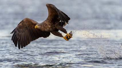 European white tailed eagle (Haliaeetus albicilla) catching fish