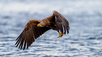 European white tailed eagle (Haliaeetus albicilla) catching fish