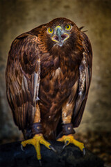 Golden eagle with sharp eyes 