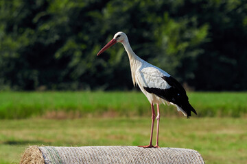 White stork on straw bale ( Ciconia ciconia )