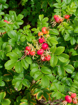 Cynorrhodons, rose hips rose to orange fruit from the shrub rosa rugosa (beach rose) resembling to small cherry tomatoes
