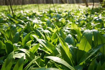 Bear's garlic growing in the forest