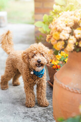 Excited cute toy poodle dog with blue bandana around the neck standing in the yard with flower pots...