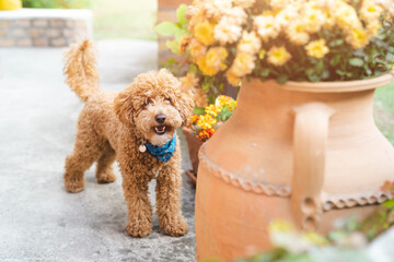Excited poodle dog with blue bandana around the neck standing in the yard with flower pots and...