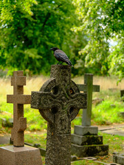 old stone cross in the cemetery with a crow