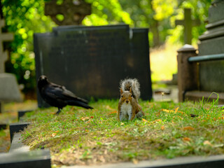 crow and squirrel on the grass