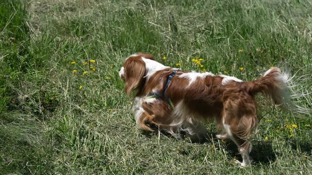 Lost cavalier king charles spaniel dog walk on meadow grass in slow motion