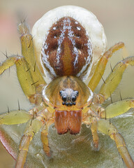 Portrait of a wolf spider with babies (Pirate Otter Spider, Pirata piraticus)