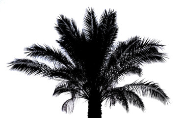 Palm tree silhouette isolated over white background. Palm tree clipart illustration