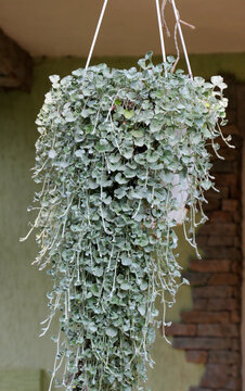 The creeping plant dichondra grows in the garden