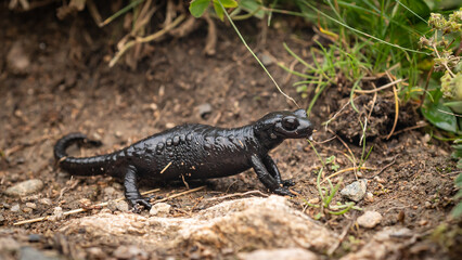 Alpensalamander auf dem Weg zum Älplisee, Arosa