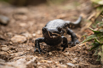 Alpensalamander auf dem Weg zum Älplisee, Arosa