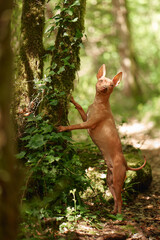 Portrait of an American Hairless Terrier in forest. Small dog in nature put her paws on a tree