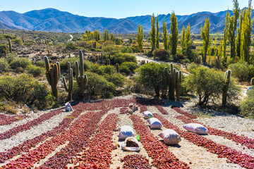 RED PEPPERS IN THE SUN. PEPPER HARVEST IN CAFAYATE, SALTA, ARGENTINA.