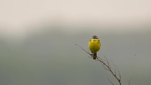 A male western yellow wagtail (Motacilla flava) sitting and singing on a twig
