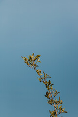branch of green leaves on a blue sky