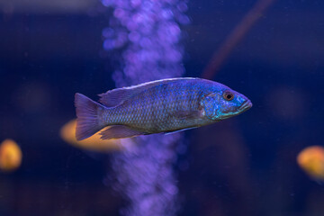 Protomelas taeniolatus Red Empress - Lake Malawi African Cichlids - Haplochromis