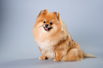 Pomeranian dog of red color with a beautiful muzzle