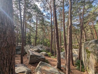Fototapeta na wymiar Traversing Sunny Fontainebleau: Bouldering Adventures Amidst Wildlife and Nature