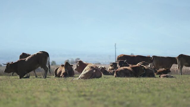 Beefmaster cattle herd grazing in a green meadow field, selective focus cinematic shot, slow motion