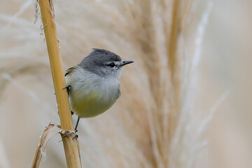 Piojito tiquitiqui (Serpophaga subcristata) 