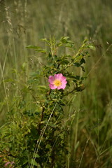 Fototapeta premium Wild rose flower on summer meadow.