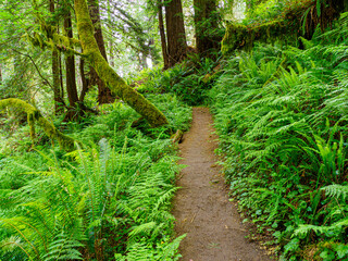 Path through redwood forest, Eureka California