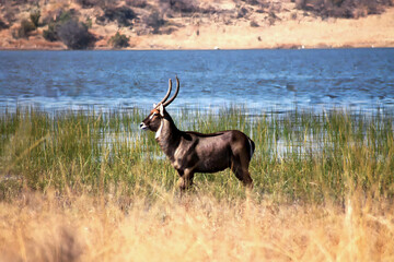 Waterbuck grazing in water, South Africa