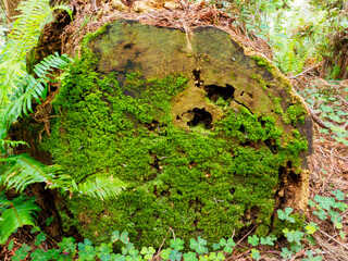Moss and millipedes massing on a sawn redwood log, Eureka California