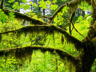 Fototapeta premium Redwood branches hung with moss, Eureka California