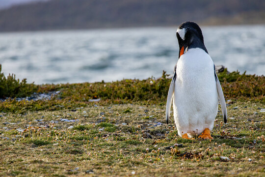 Isla Martillo, Ushuaia, Tierra del Fuego, Patagonia, Argentina. Took a boat to an island and walked around with penguins. This is a Gentoo penguin.
