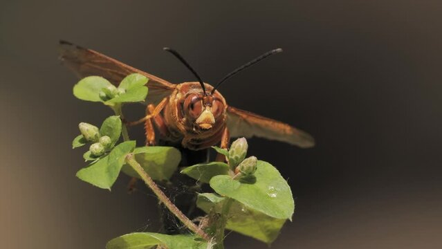 Sphecius speciosus  or Sphex speciosus is a large sand wasp native to North and Central America. The nest is made in sandy soil. Delaware (USA)