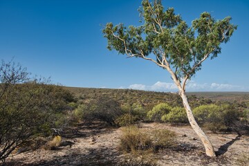 Single Tree in Kalbarri National Park, Western Australia. Beautiful landscapes and bushland scenery in Kalbarri National Park. The amazing Western Australian landscapes and nature. 