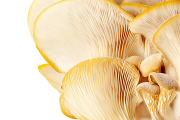 Mushrooms pattern for design. Oyster mushrooms. Healthy eating Eco food Vegetarian. Background