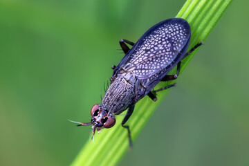 Melierte Schneckenfliege - Coremacera marginata	
