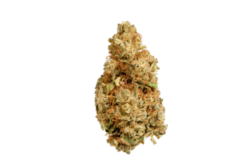Medical marijuana flower. Close up cannabis flower. Medical marijuana bud. Weed buds. Cannabis strain. Macro image. The image is fully sharp, front to back. Clipping path.