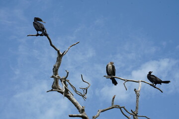 bird on a branch