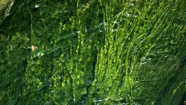 Abstract shot of green seaweeds and algae waving and moving in fast water stream river.