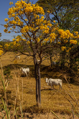 Um pequeno rebanho de gado em um pasto no cerrado seco, com um ipê amarelo florido, em um dia de céu claro. Imagem vertical.