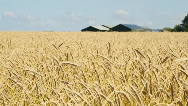Yellow ripe waving wheat on a field in summer under a blue sky with the roofs of a farm on the horizon. Image with selective focus.