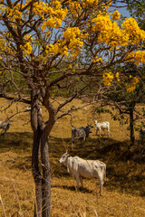 Um pequeno rebanho de gado em um pasto no cerrado seco, com um ipê amarelo florido, em um dia de...