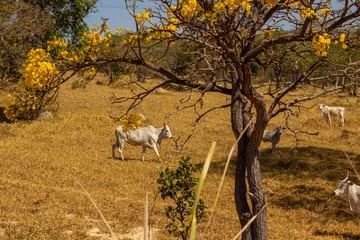 Obraz na płótnie Canvas Um pequeno rebanho de gado em um pasto no cerrado seco, com um ipê amarelo florido, em um dia de céu claro.