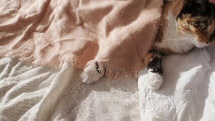 close-up of female hands affectionately stroking beautiful brown tricolor domestic cat on white soft plush coverlet, looks around, concept of love for animals, caring for them, keeping pets