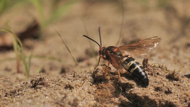 Sphecius speciosus  or Sphex speciosus is a large sand wasp native to North and Central America. The nest is made in sandy soil.